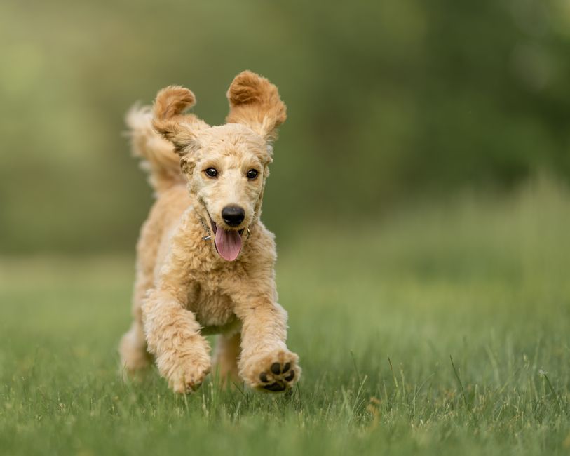 A lively poodle puppy joyfully running on a lush green field outdoors.